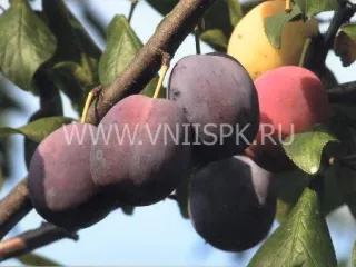 Сорт сливы домашней Волжская Красавица (Слива)