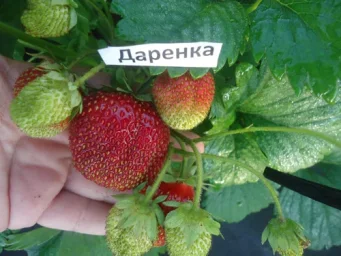 Сорт клубники Даренка 0