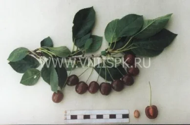 Сорт вишни Память Сахарова 0