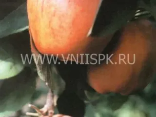 Сорт яблони Пармен Зимний Золотой
