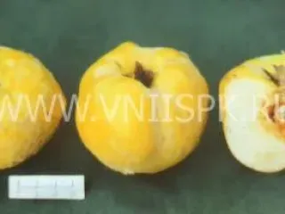 Сорт айвы Тепловская