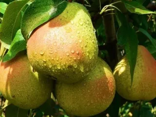 Сорт груши Десертная (Груша)