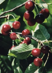 Сорт черешни Слава Жукова 0