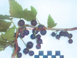 Сорт смородины черной Радость