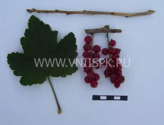 Сорт смородины красной Рачновская (Ранняя Смольяниновой) 0