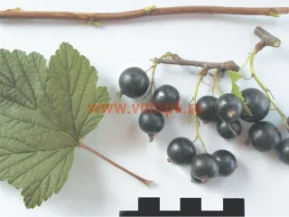 Сорт смородины черной Памяти Потапенко
