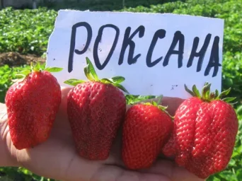 Сорт клубники Роксана 3