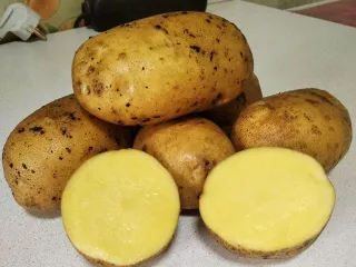 Сорт картофеля Лина