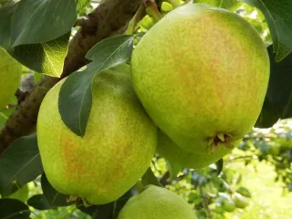 Сорт груши Летняя Забава