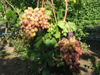Сорт винограда Виктор 0