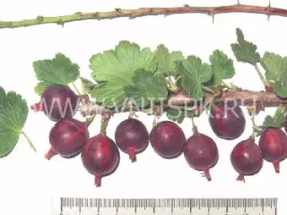 Сорт крыжовника Романтика (Крыжовник)