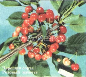 Сорт черешни Розовый Жемчуг 0