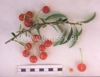 Сорт вишни Обильная (Вишня) 0