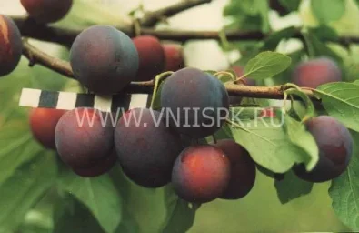 Сорт сливы домашней Этюд 0