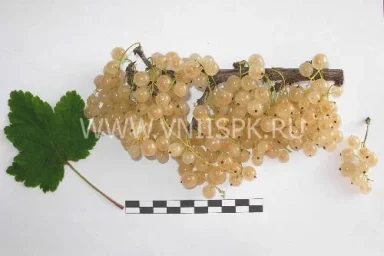 Сорт смородины красной Беляна 0
