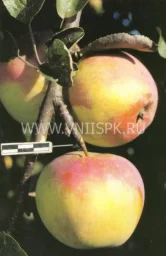 Сорт яблони Куликовское 0