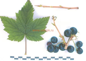 Сорт смородины черной Ядрёная 0