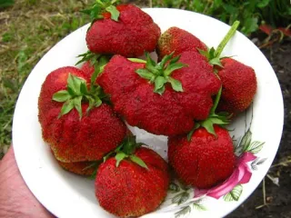 Сорт клубники Машенька (Московская юбилейная)
