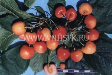 Сорт черешни Францис 0
