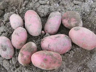 Сорт картофеля Ред Скарлет