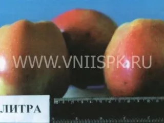 Сорт яблони Палитра