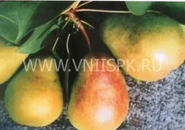 Сорт груши Сказочная (Груша) 0