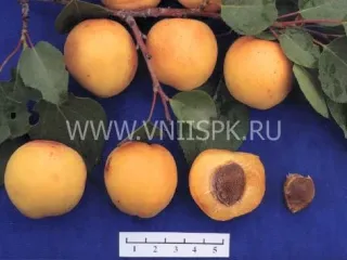 Сорт абрикоса Ранний Марусича