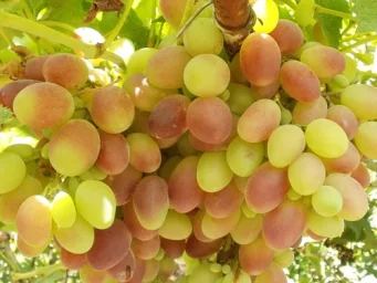 Сорт винограда Тайфи 0