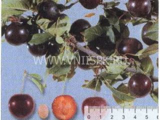 Сорт алычи Небеджаевская Ранняя