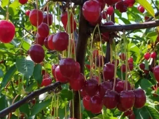 Сорт вишни Памяти Машкина