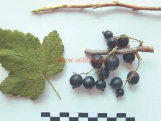 Сорт смородины черной Эркээни