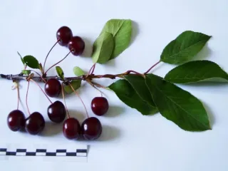Сорт вишни Морель Брянская