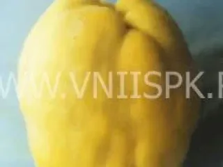 Сорт айвы Румо