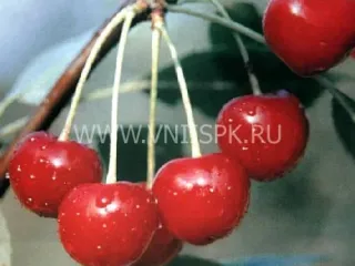Сорт вишни Заранка