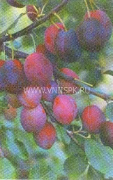 Сорт сливы домашней Скороспелка Красная 0