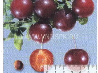 Сорт алычи Пурпуровая