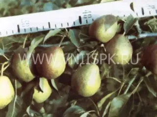 Сорт груши Башкирская Осенняя