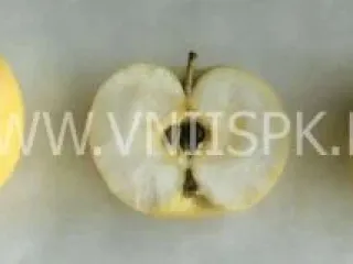 Сорт яблони Казанищенское