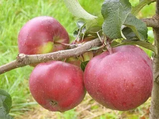 Сорт яблони Антей