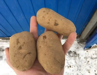 Сорт картофеля Янка 2