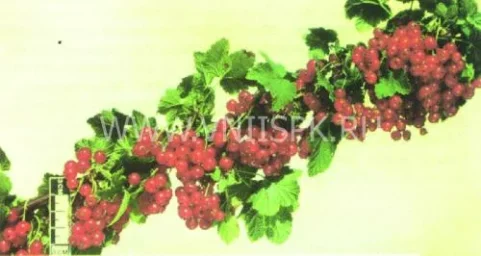 Сорт смородины красной Обской Закат 0