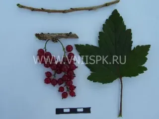 Сорт смородины красной Натали (Смородина Черная)
