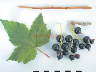 Сорт смородины черной Алеандр