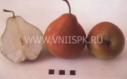 Сорт груши Селянка (Россошанская Крупная) 0