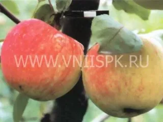 Сорт яблони Мелба