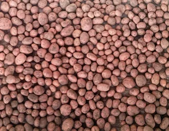 Сорт картофеля Рябинушка 1