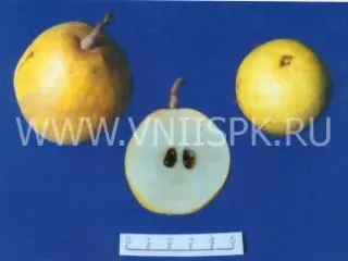 Сорт груши Шурановка № 3