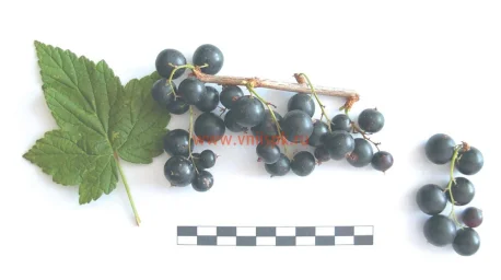 Сорт смородины черной Галинка 0