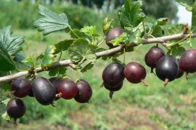 Сорт крыжовника Северный капитан 0