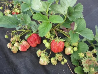 Сорт клубники Первоклассница 1